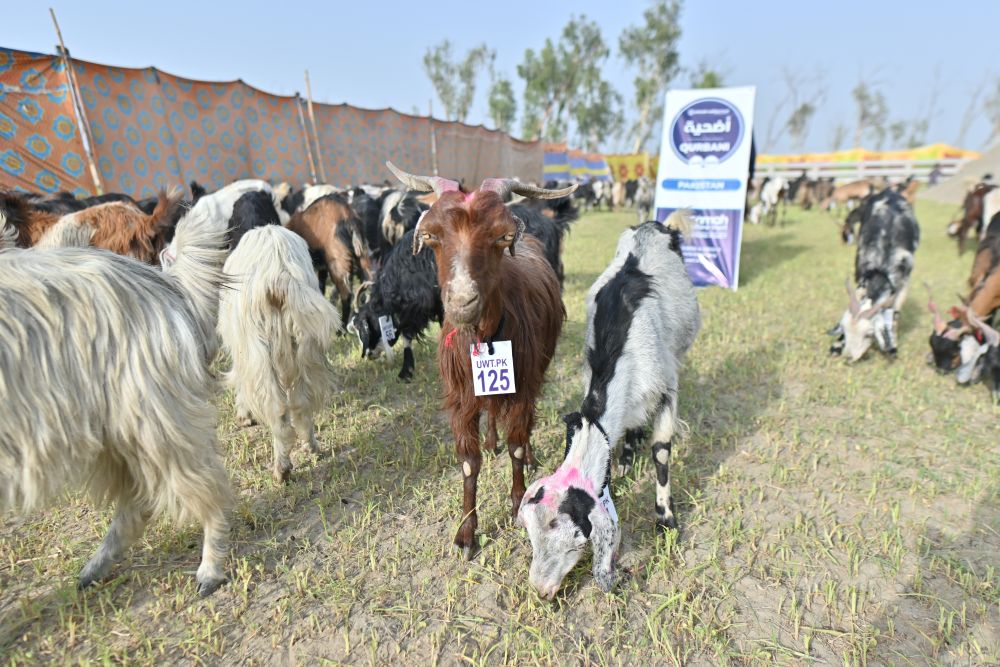 Qurbani distribution image