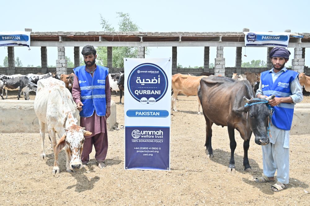 Qurbani livestock in the field