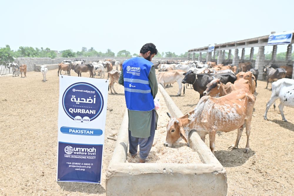 Qurbani livestock